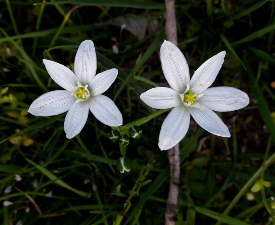 Ornithogale branchu 9