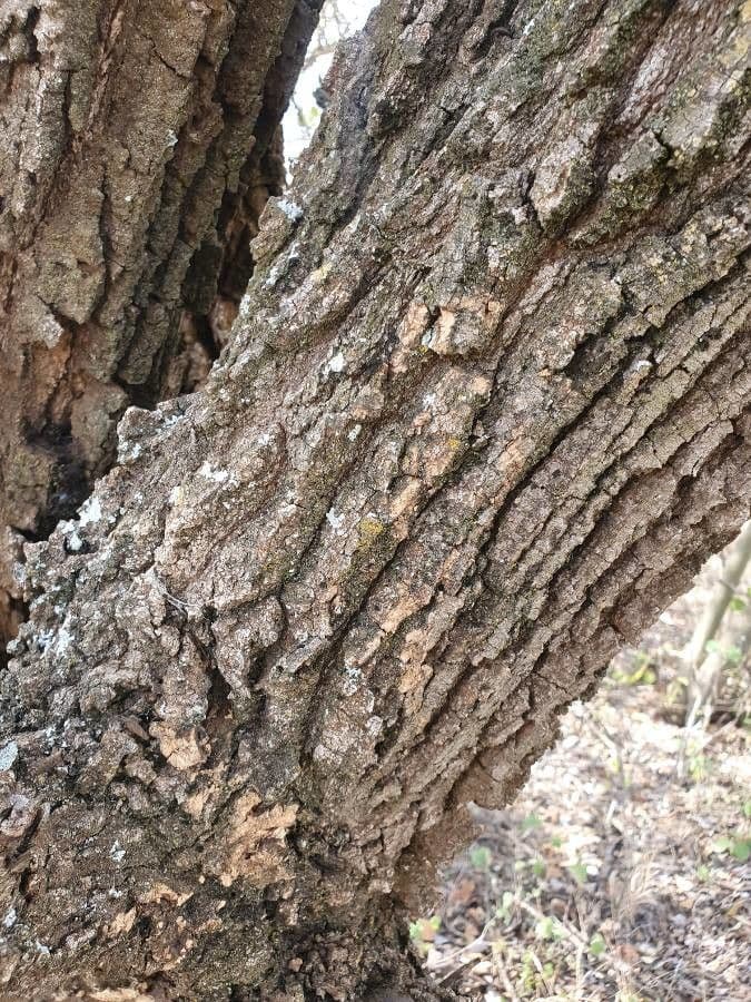 Dattier du désert 21