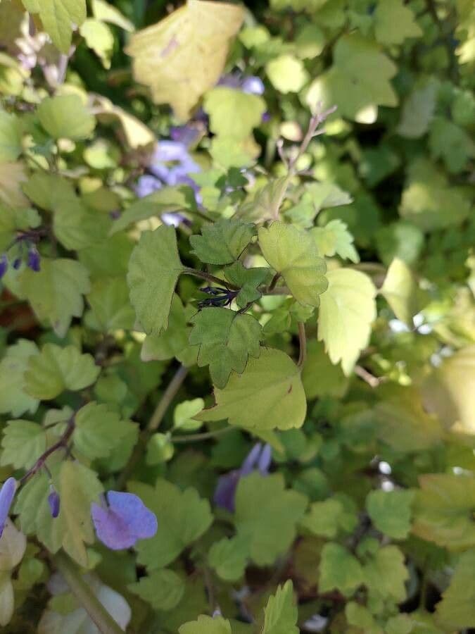Plectranthus 9