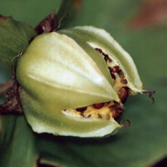 Trillium ovato 4