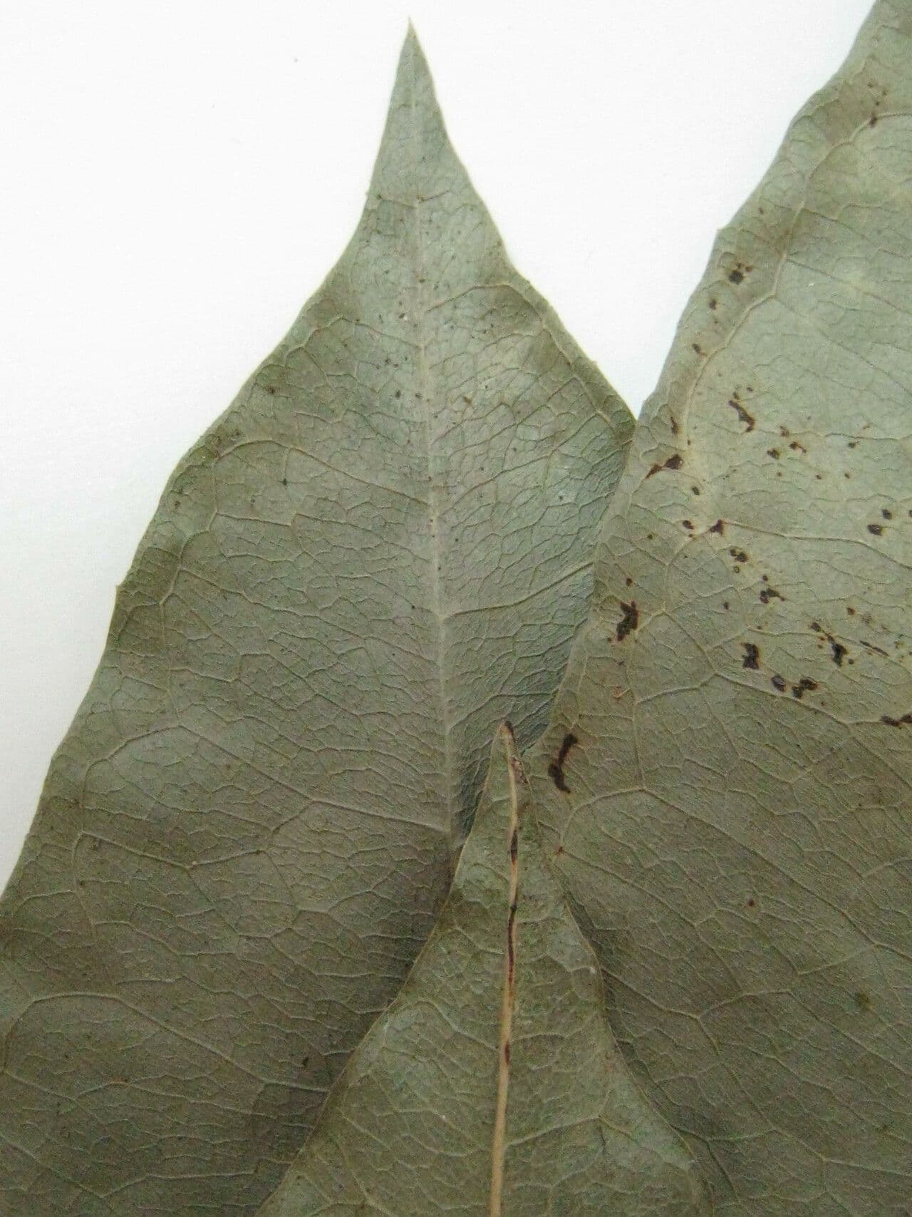 Clavija a foglie lanceolate 5