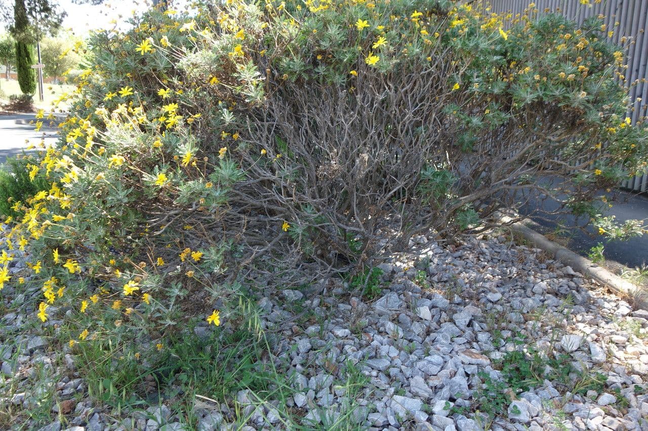Euryops 11