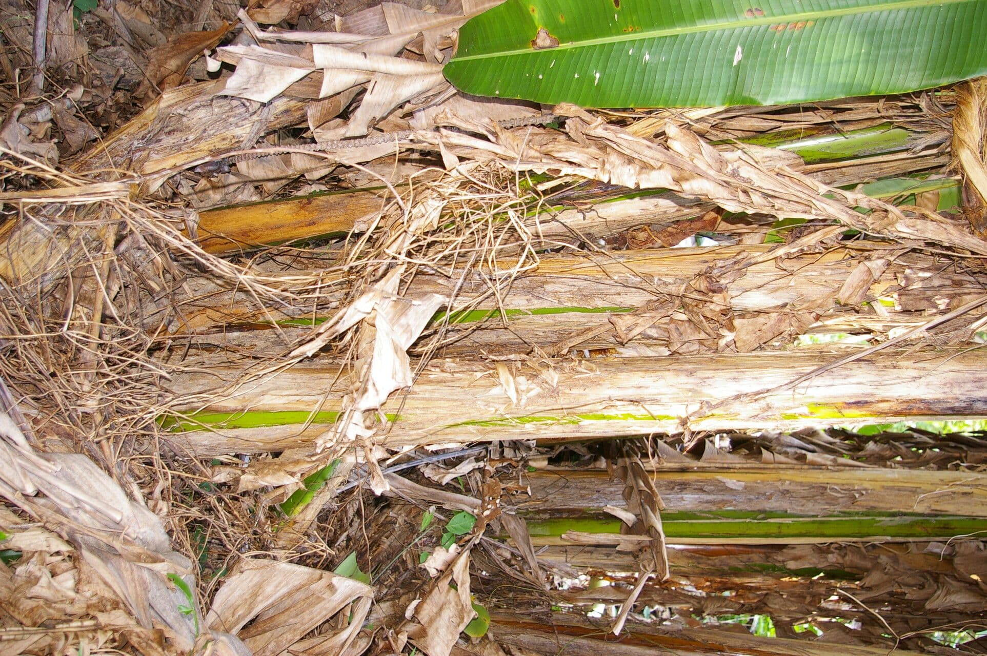 Abaca 15