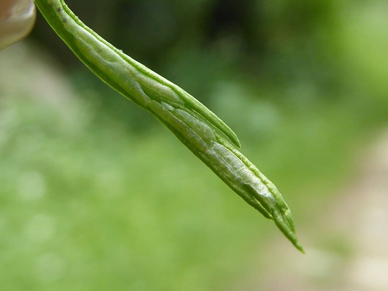 Asplenio settentrionale 3