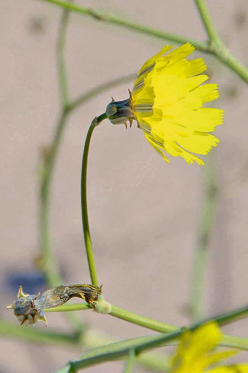 Launea mucronata 2