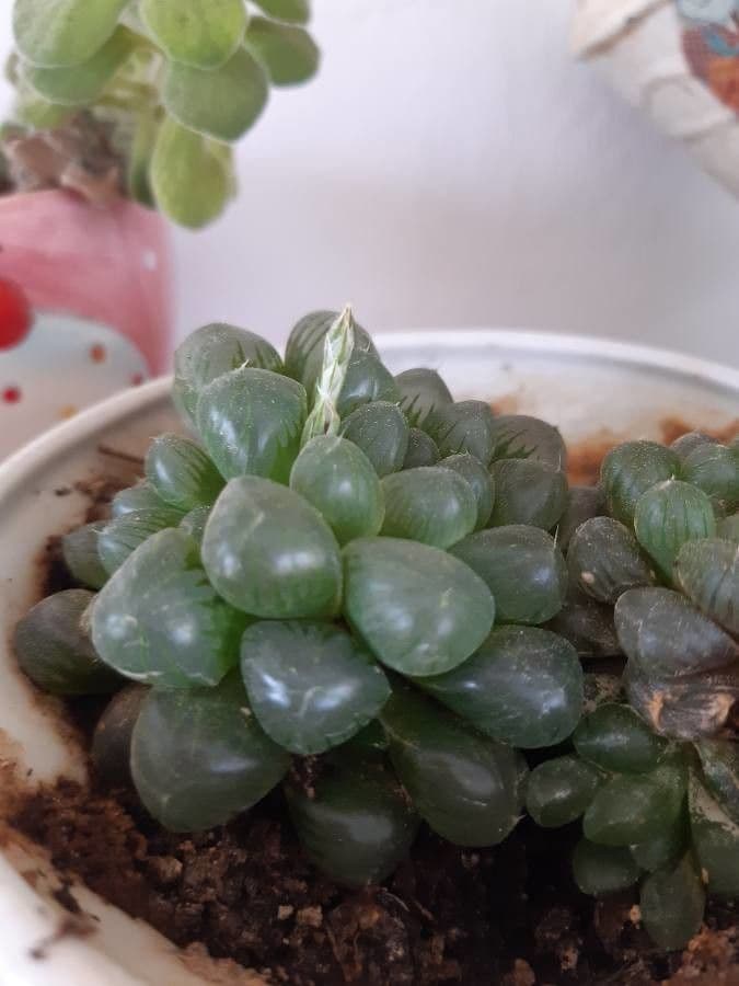 Hawortia Coopera