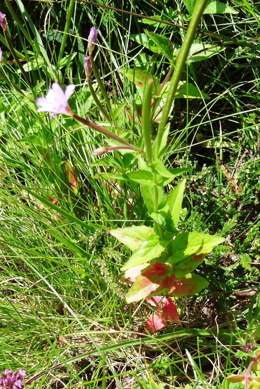Epilobium 14