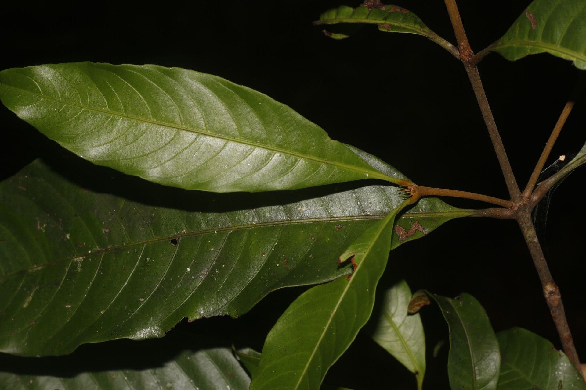 Quiina 5