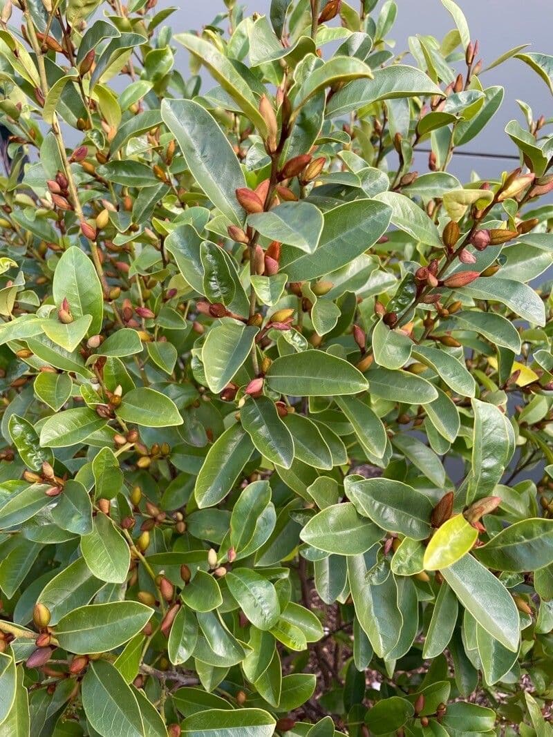 Magnolia 10