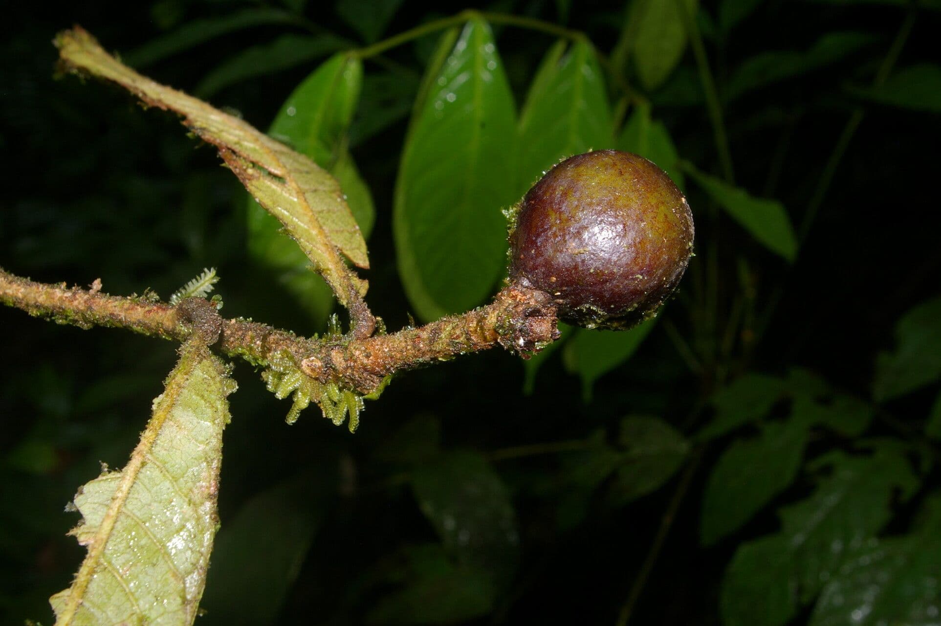 Meliosma 4