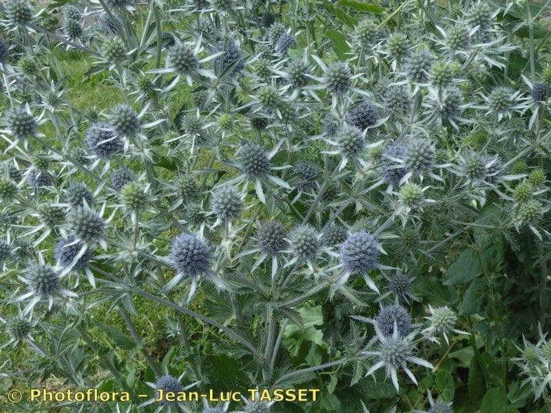 Panicaut 6