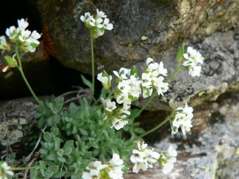 Draba 7