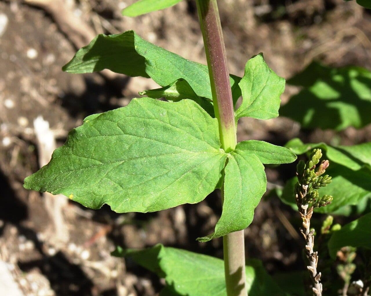 Valeriana trifogliata 18