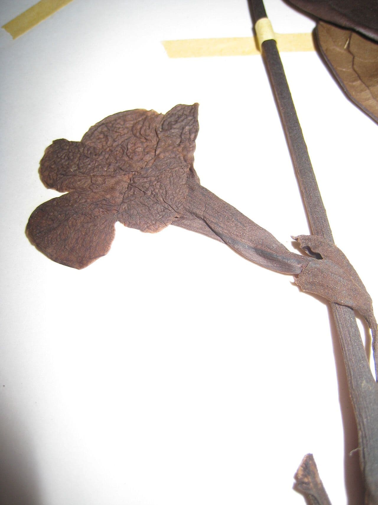 Tabebuia 3