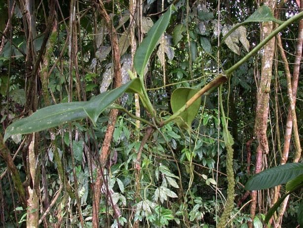 Anthurium 8