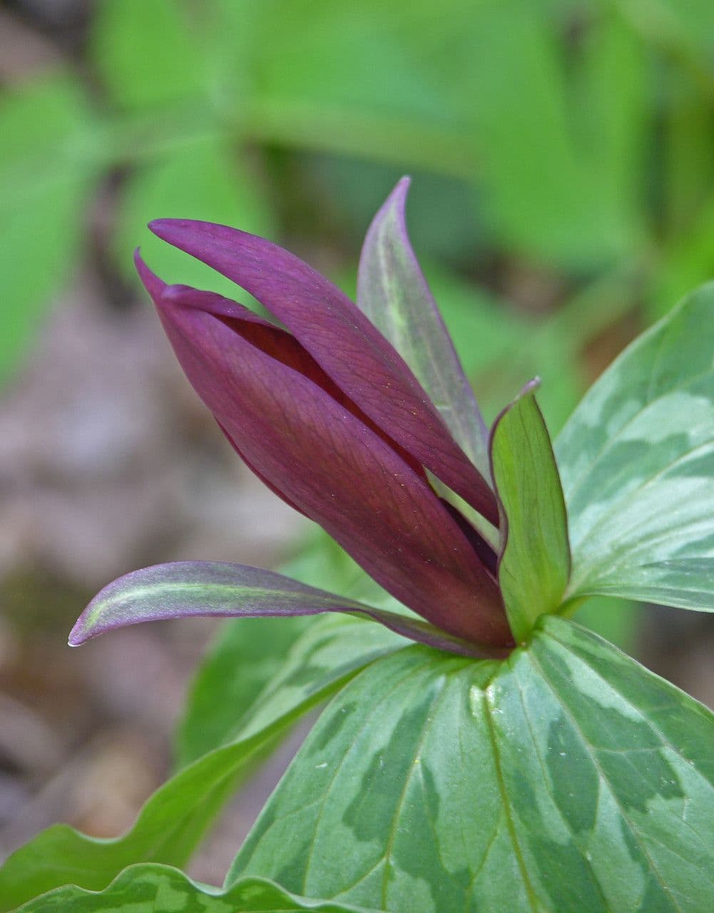Trillium cuneatum