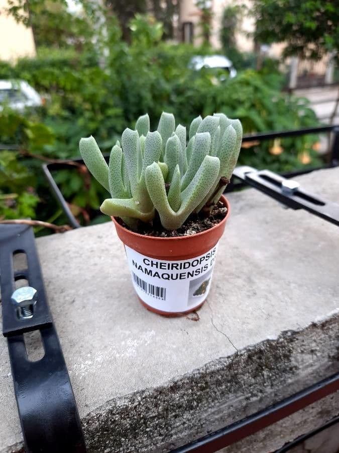 Cheiridopsis