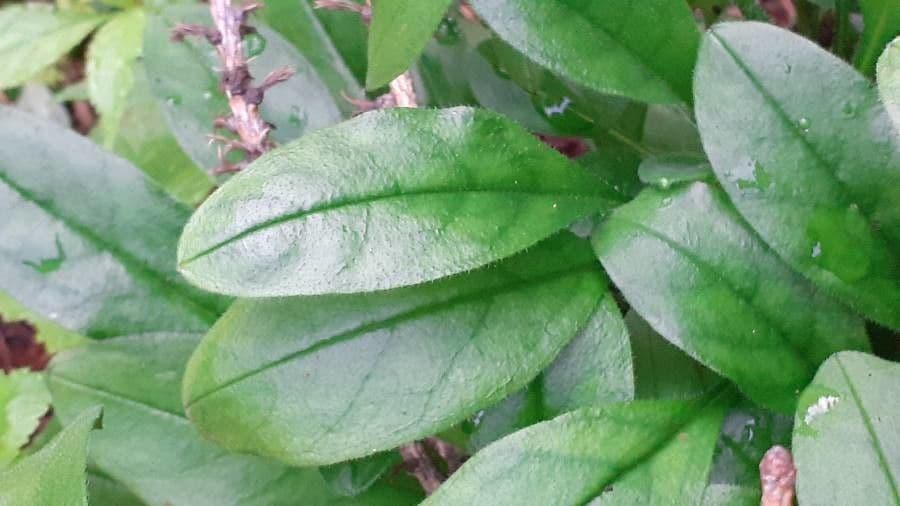 Myosotis décombant 14