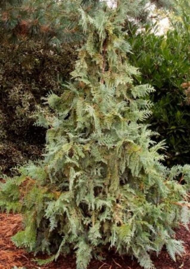 Thuja 6