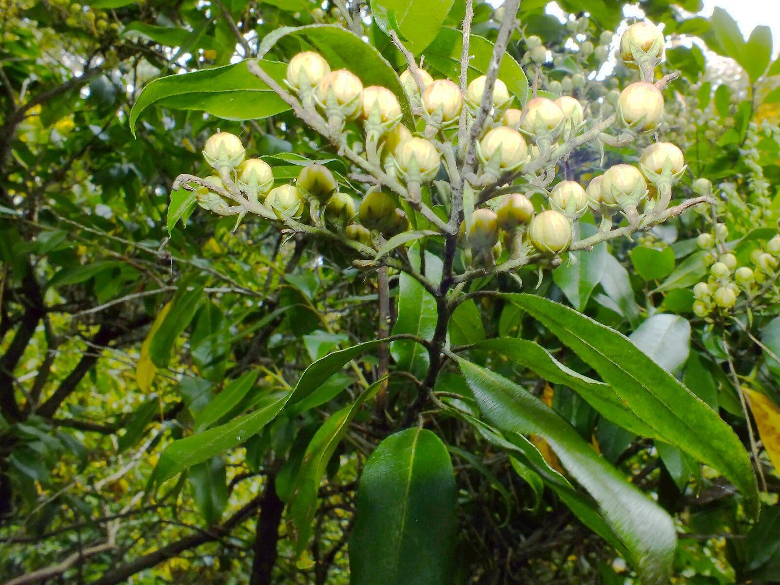Pieris 3