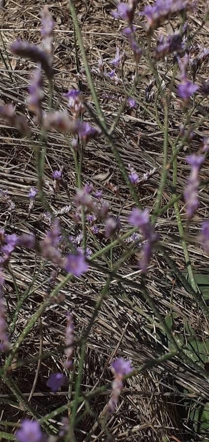 Limonium 14