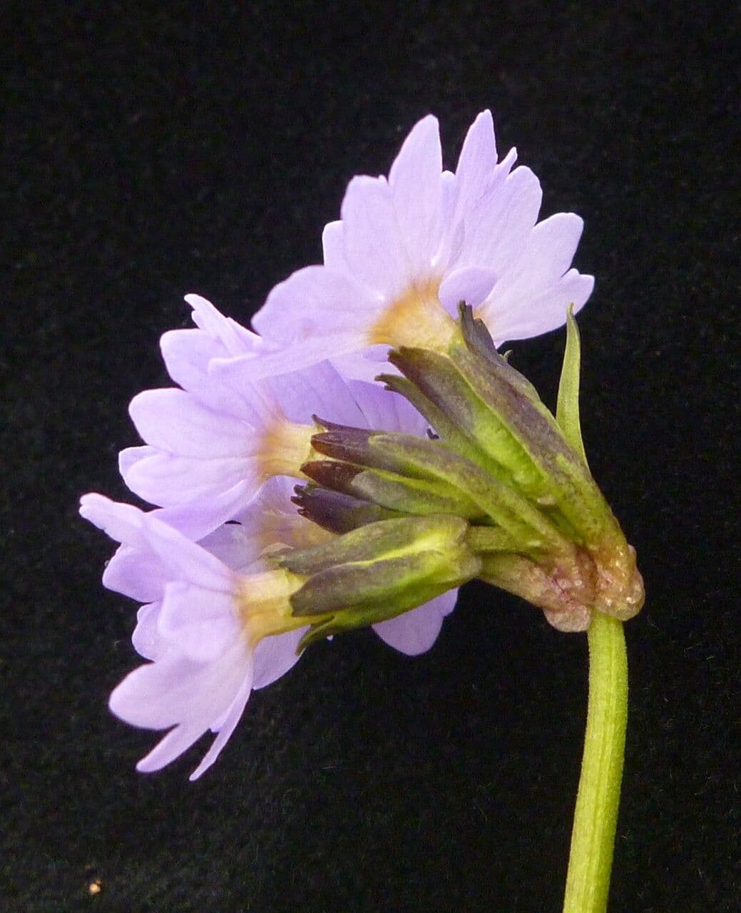 Primula ellittica