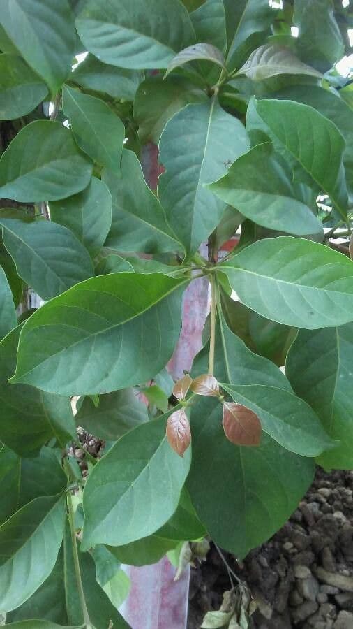Calycophyllum 13