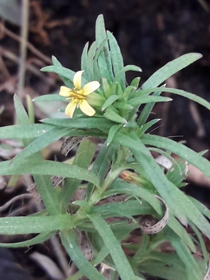 Pectis allungata