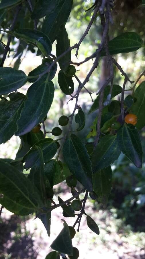 Celtis 4