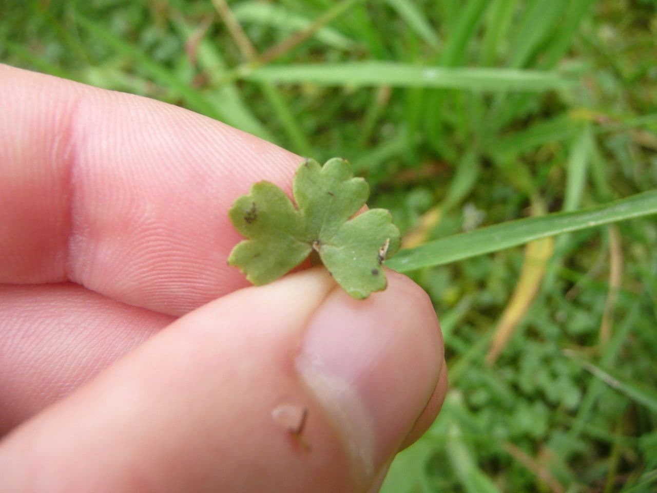 Ranunculus omiophyllus 16