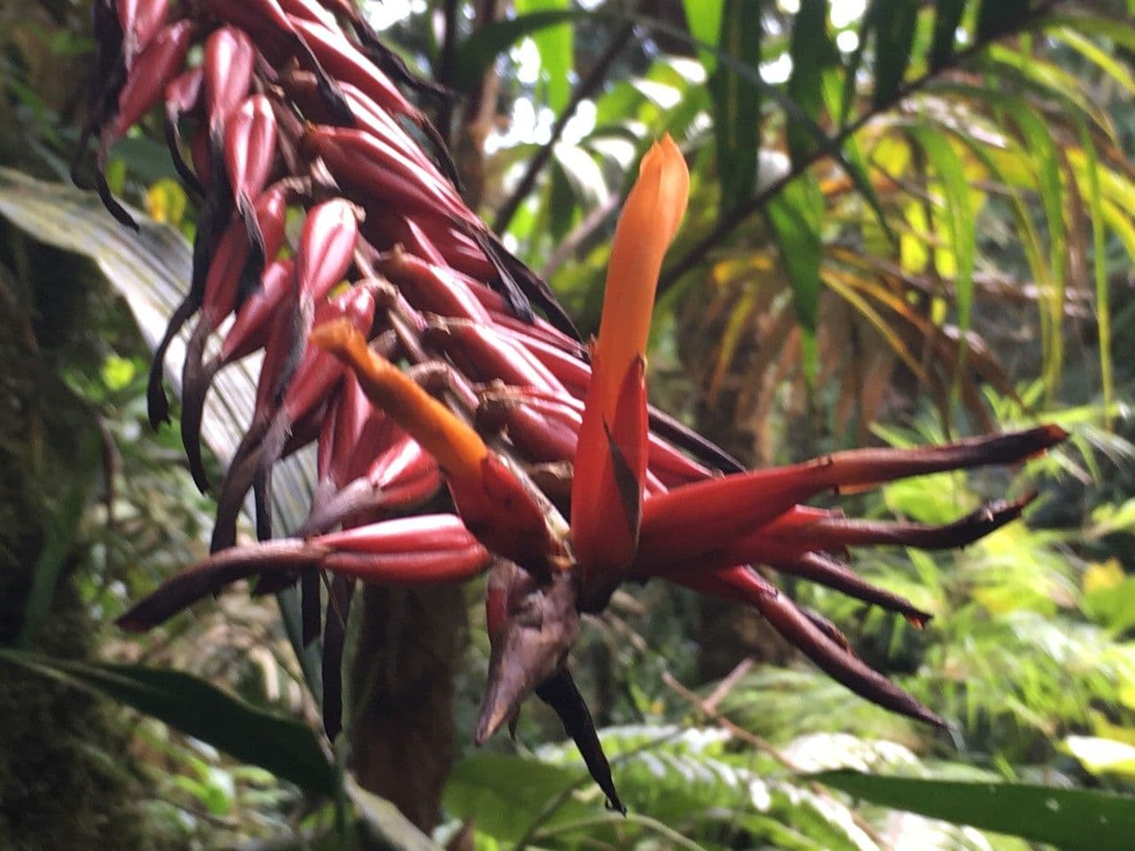 Pitcairnia 6