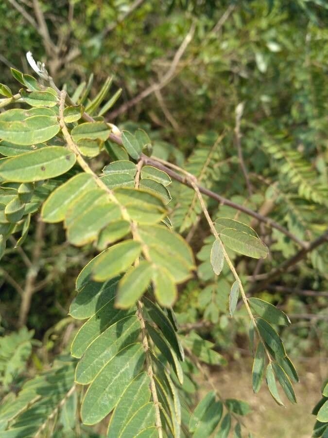 Sesbania virgata 5