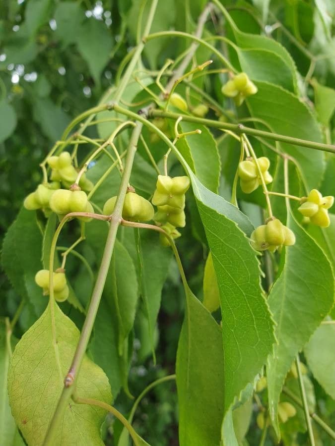 Euonymus maackii 4