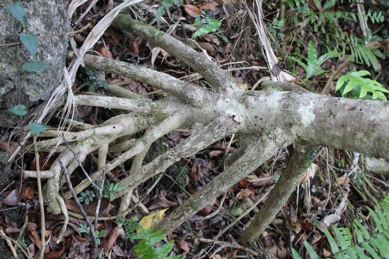 Pandanus pourpre 14