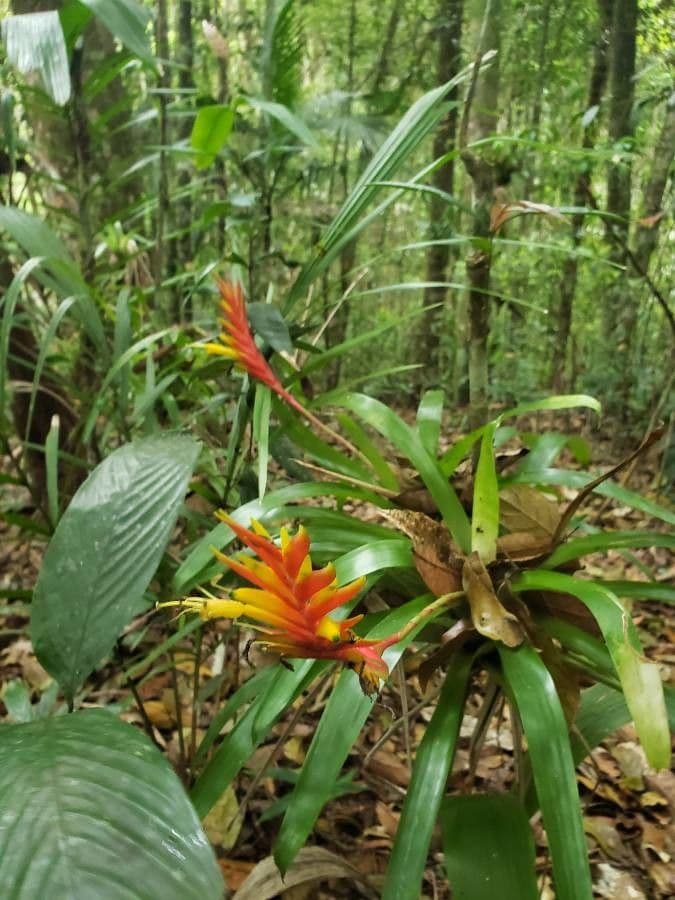 Vriesea 7