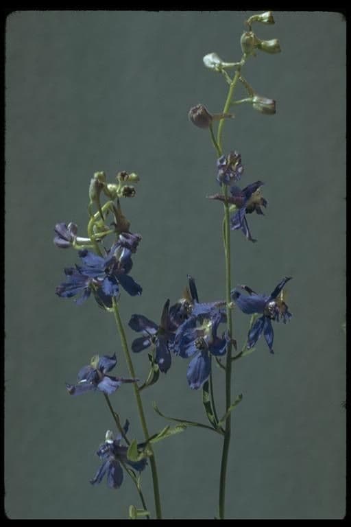 Delphinium 5