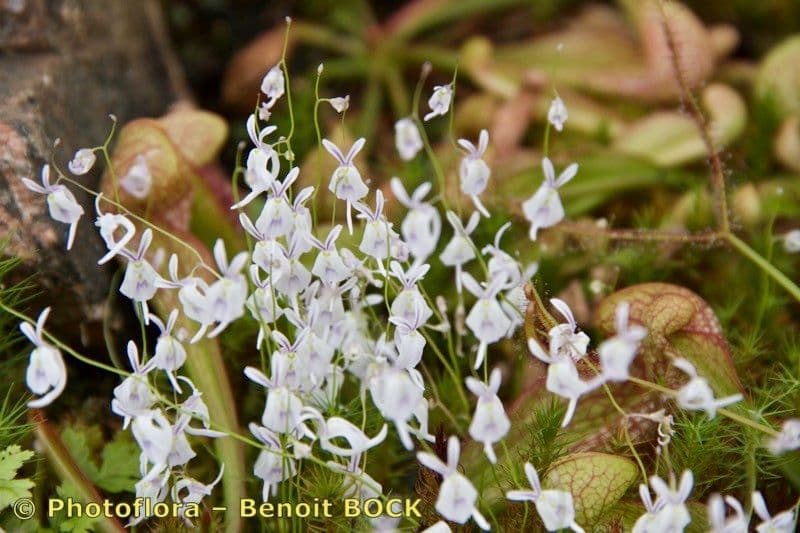 Utricularia 2