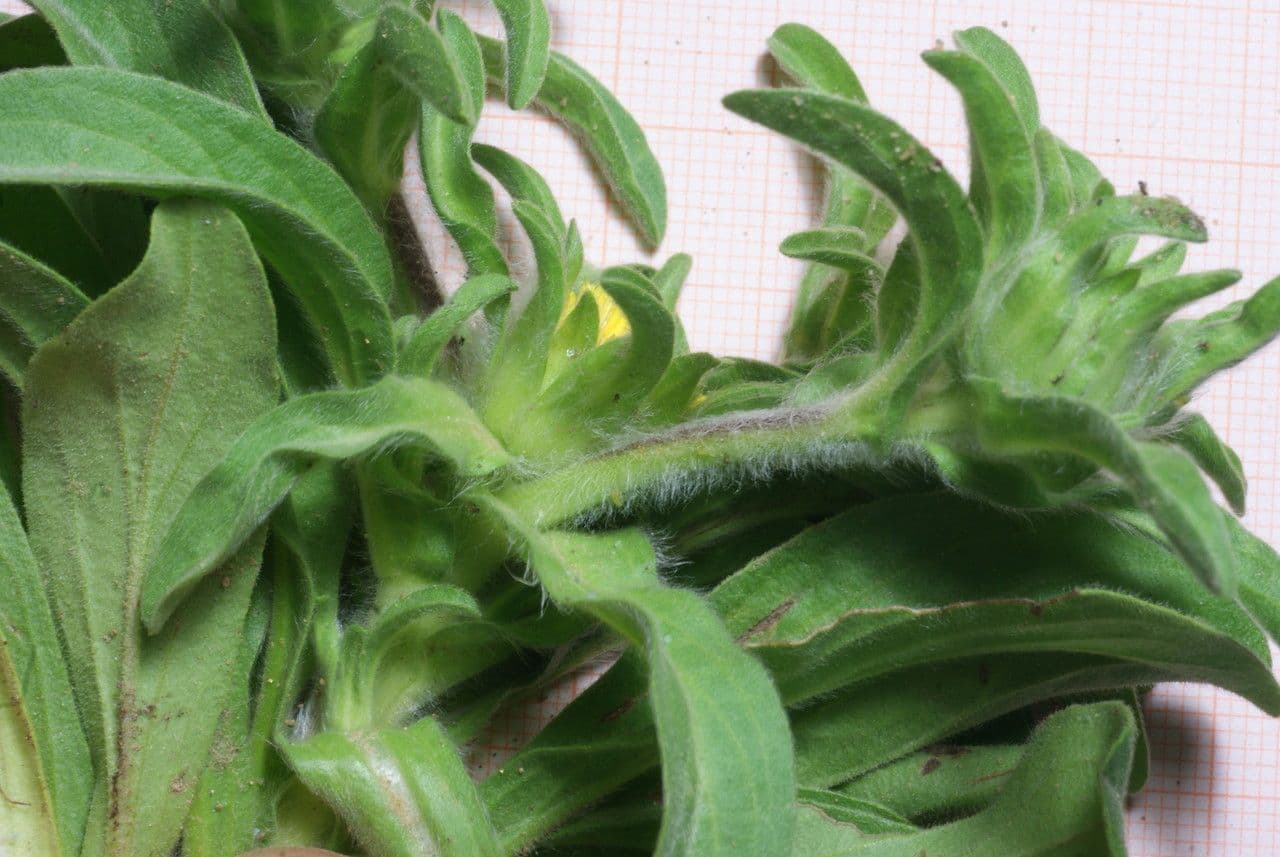 Asteriscus acquatico 14