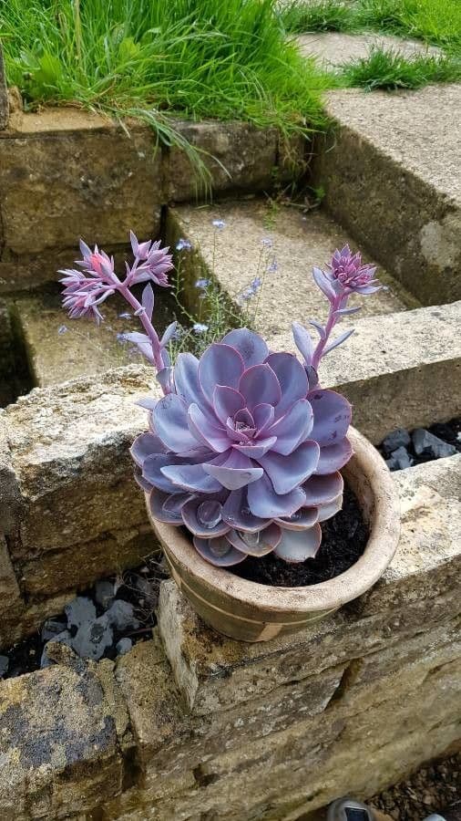 Echeveria 3