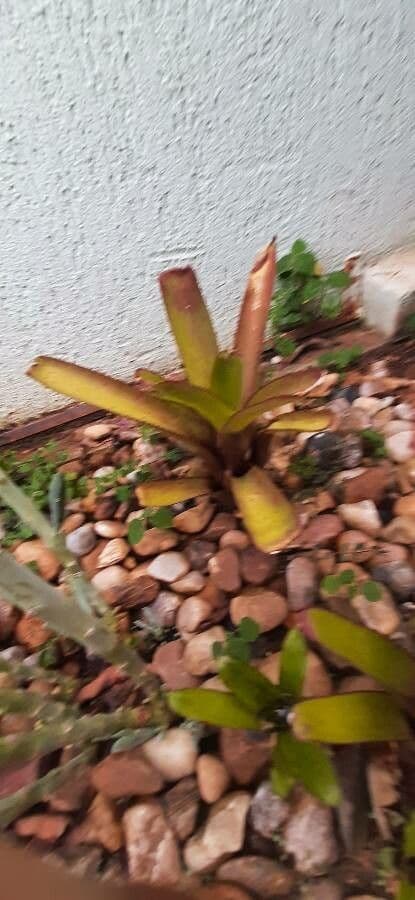 Aechmea 16