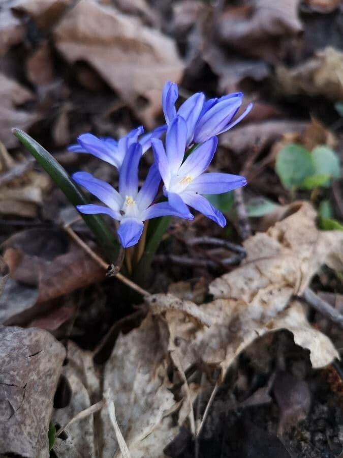 Scilla Forbesa 2