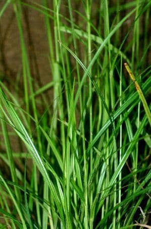 Scleria lithosperma 3