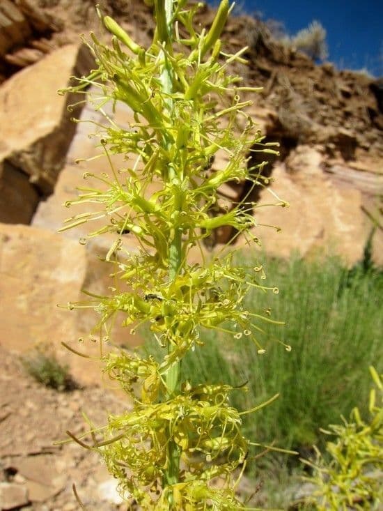 Desert plume