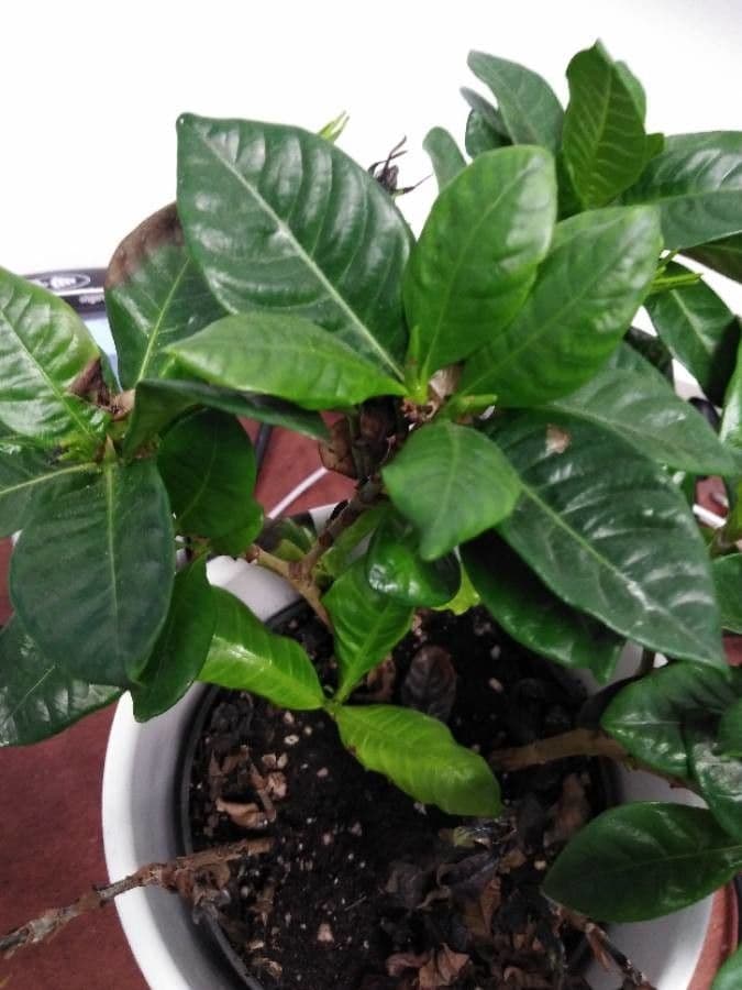 Gardenia 23