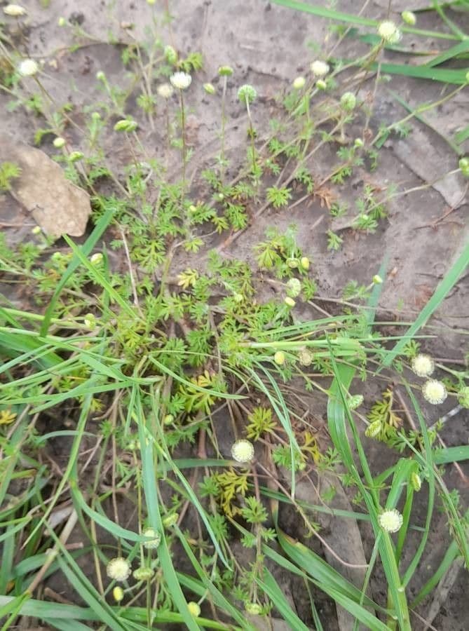 Cotula australis 13