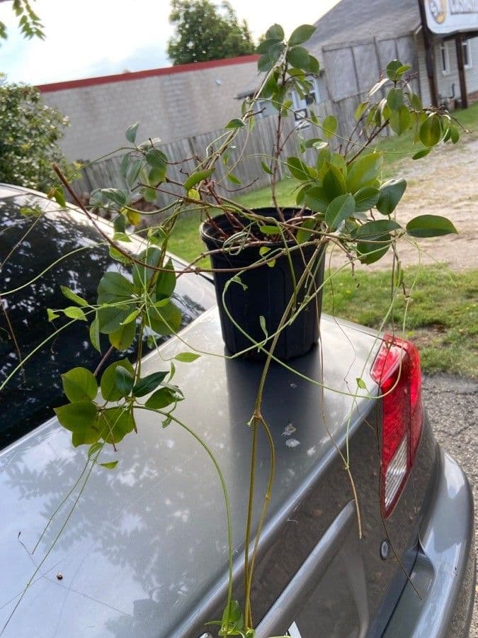 Mandevilla 25