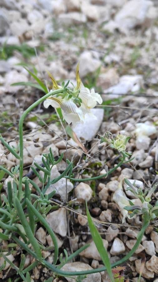 Linaria 2