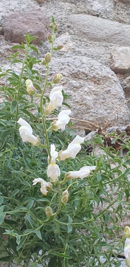 Gänsblume 12