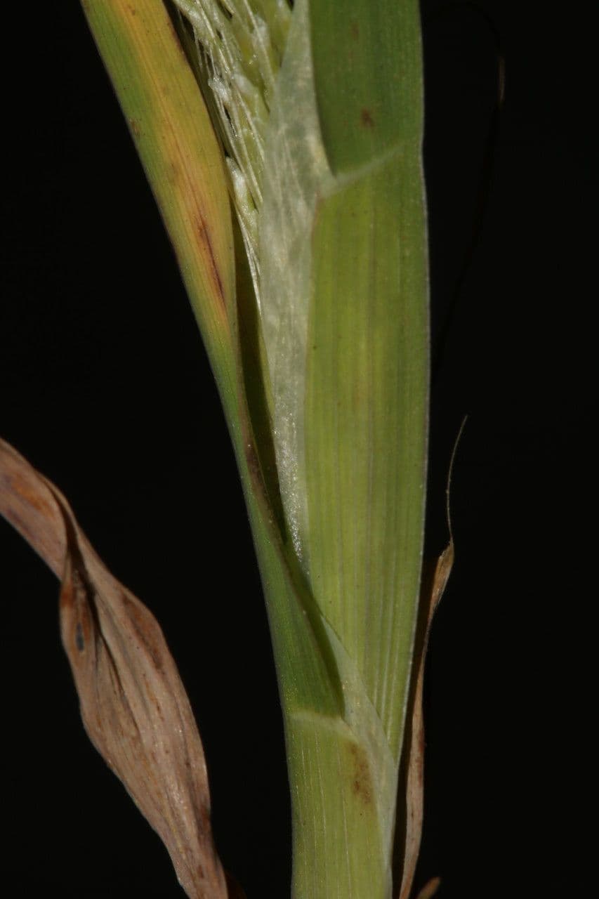 Lamarckia dorata 25