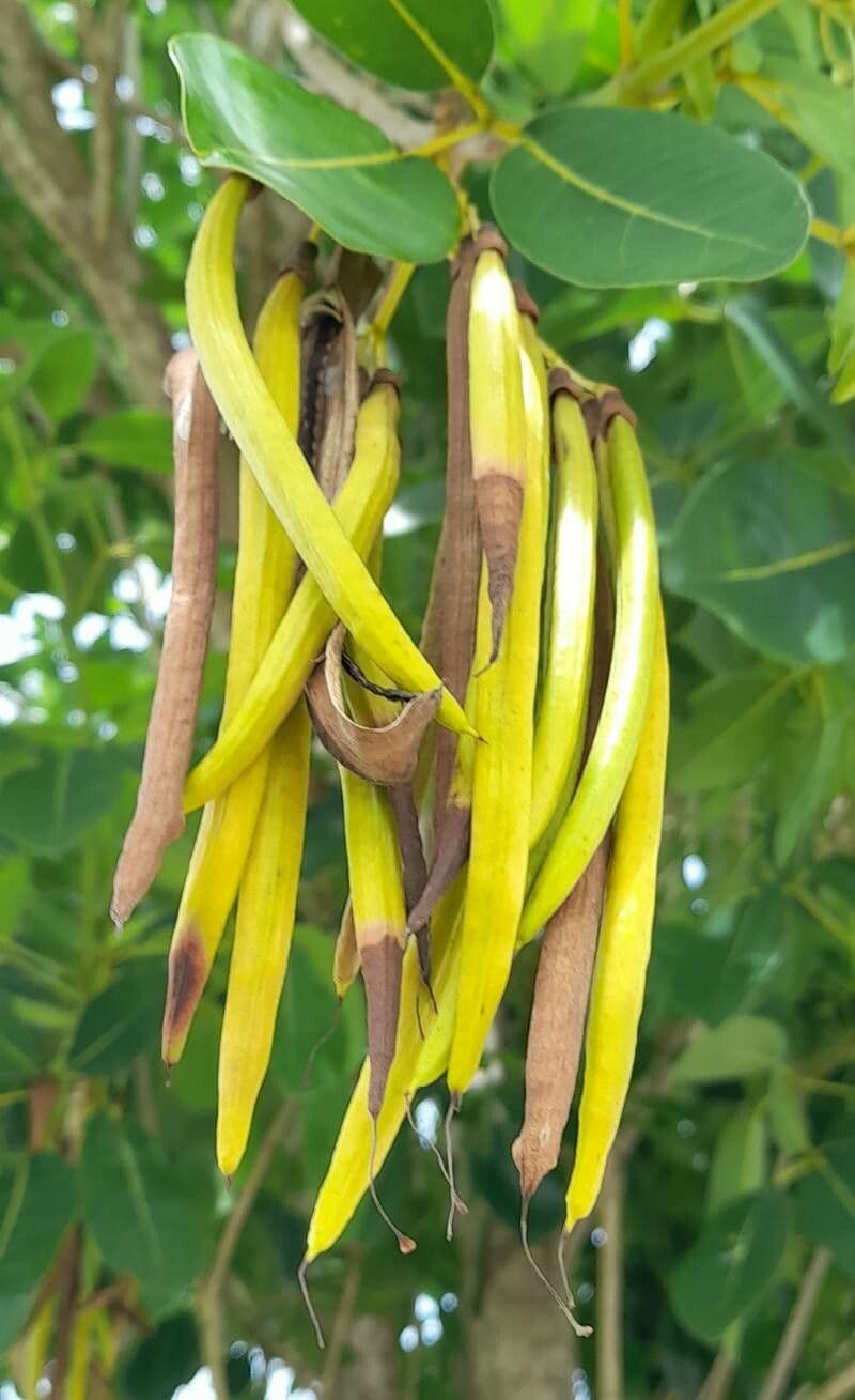 Roble blanco 2